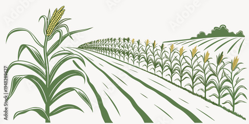 a green cornfield with yellow corn on the cob Vector
