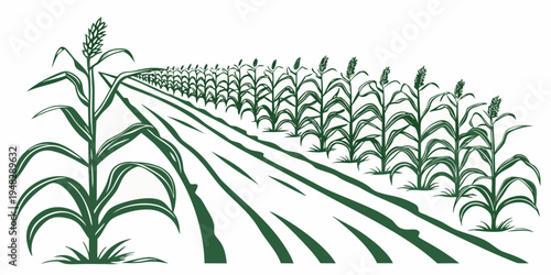 a field of corn plants growing in rows Vector