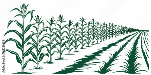a field of corn plants growing in rows Vector