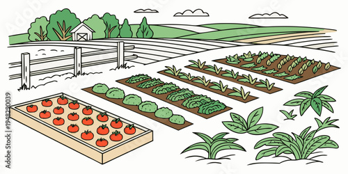 a garden with rows of plants and a raised bed of tomatoes Vector