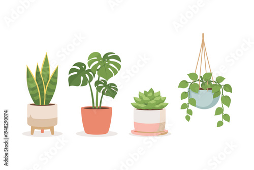 Collection of four potted houseplants including snake plant, monstera, succulent, and pothos