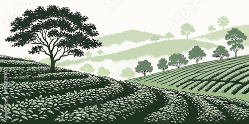 a green tea plantation with trees on a hillside Vector