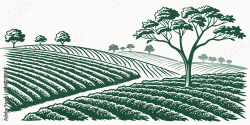 a green illustration of a vineyard with a tree Vector