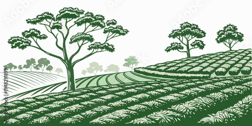 tea plantation with trees on a hillside Vector
