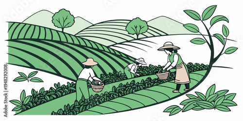 tea pickers working in a lush green tea plantation Vector