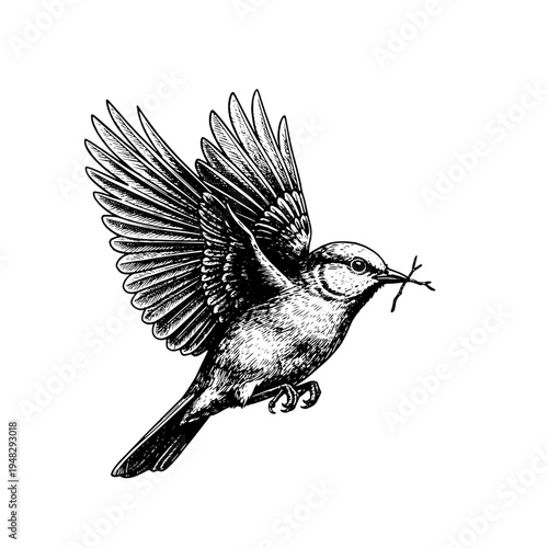 Flying bird with twig in beak vector engraving style on white isolated background for spring nature poster design