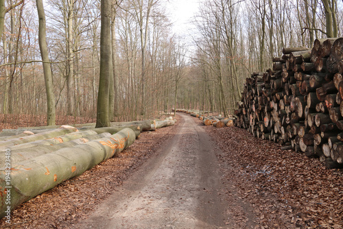 Buche - Langholz liegt am Waldrand