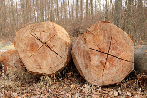 Buche - Langholz liegt am Waldrand
