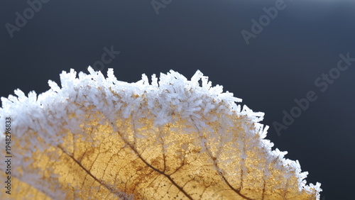 frost on the branches of a tree
