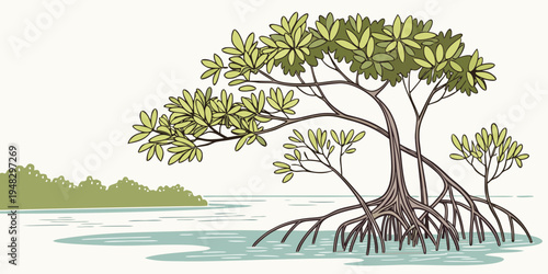 a mangrove tree with exposed roots in shallow water Vector