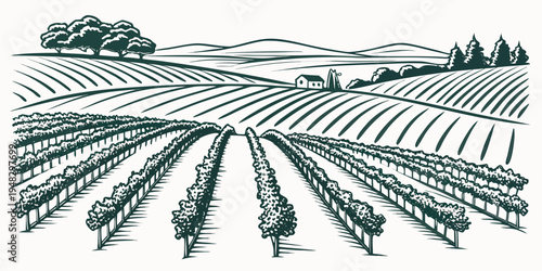 a green illustration of a vineyard with rows of grapevines Vector