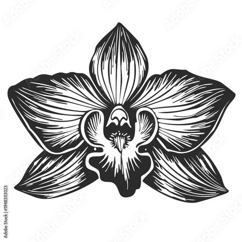 Orchid flower line art drawing, etched floral tattoo logo element, black white engraving transparent vector png eps, wooden block printing design carved botanical pattern, vintage flower silhouette