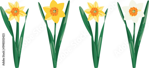 Daffodil flowers set spring yellow narcissus blooming garden plant botanical vector illustration floral collection