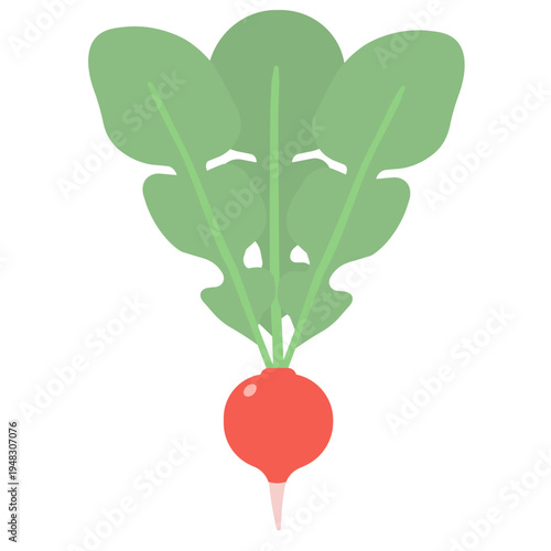 ラディッシュのイラスト