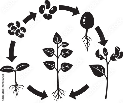 Set of 6 plant growth stages vector icons