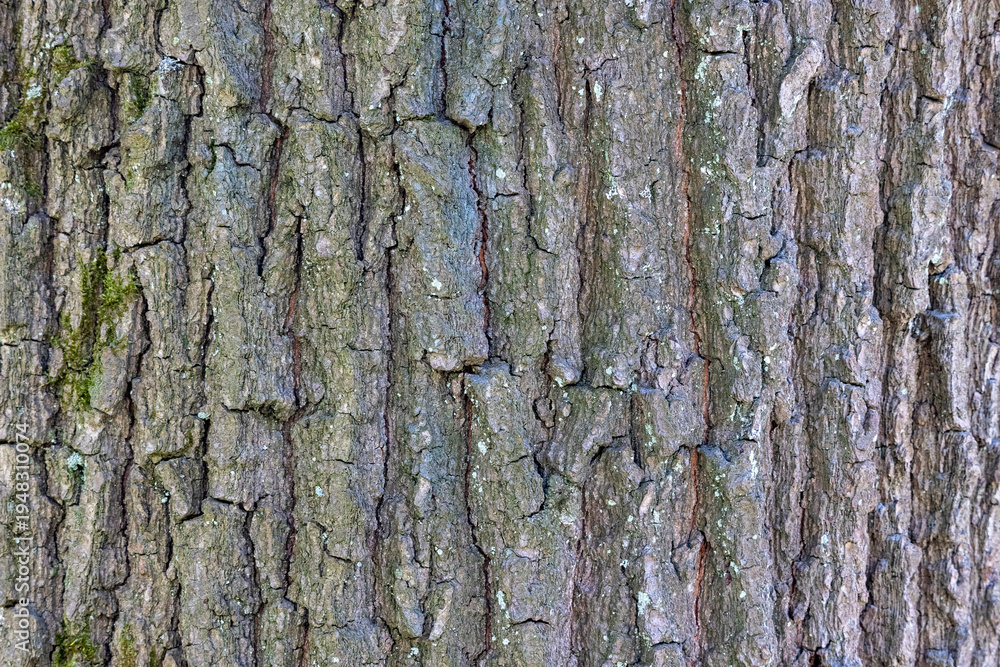 Fototapeta premium Rough tree bark texture with cracks, providing a natural background
