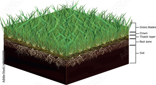 Lawn soil profile. Scheme of a cross section of lawn revealing turf and soil