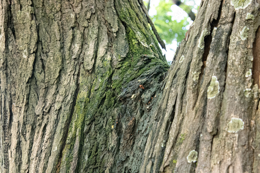 Obraz premium Sharp bark plates frame warm inner grain on mature timber. Vertical woody layers create striking rustic backdrop appeal. Forest texture closeup highlights erosion marks and natural depth.
