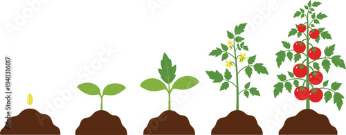 Tomato Plant Growth Stages Vector Illustration from Seed Germination to Mature Plant with Red Tomatoes Gardening Agriculture Development Infographic
