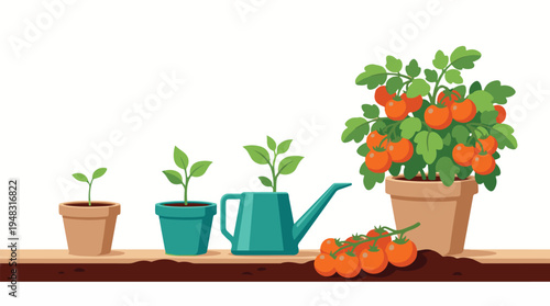 Tomato plant growth stages from small sprout to ripe fruit and harvest