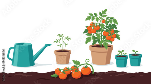 Tomato plant growth stages from seedling to ripe harvest with watering can