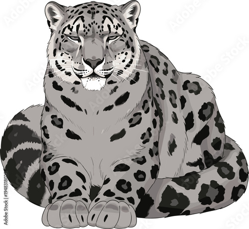 Snow leopard sitting vector illustration with gray fur and black spots isolated on white background for mountain wildlife nature and endangered animal.