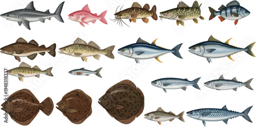 Various fish species set with shark tuna salmon pike catfish and flatfish for seafood market restaurant menu fishing sport and marine biology vector.