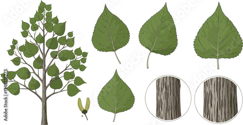 Detailed Vector Set of Tree with Leaves, Branches, and Bark Texture for Nature and Botanical Illustrations