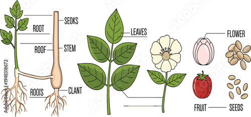 Plant Parts Diagram Vector Illustration Showing Root Stem Leaves Flower Fruit and Seeds Botanical Educational Infographic for Biology Learning