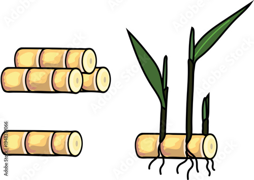 Sugarcane stalks and sprout growth stages. Vector illustration of sugar cane cuttings and plant seedling. Agriculture and tropical farming concept