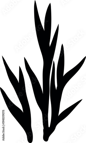Black silhouette of a young sugarcane plant (Saccharum officinarum) isolated on white background