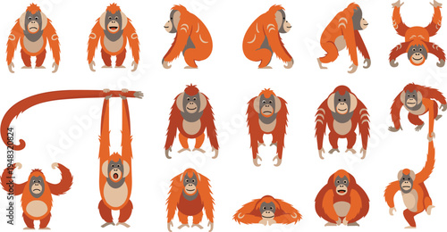 Orangutan Vector Illustration Set Featuring Tropical Jungle Apes in Different Walking, Hanging, and Sitting Poses for Wildlife Nature Graphics.