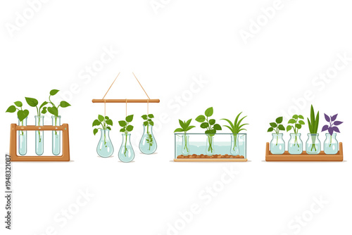 Various plant cuttings growing in glass containers with water and soil
