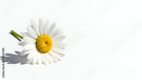 Wallpaper Mural Daisy Flower on a Clean White Background with a Shadow Highlighting Its Delicate Petals and Vibrant Yellow Center Torontodigital.ca