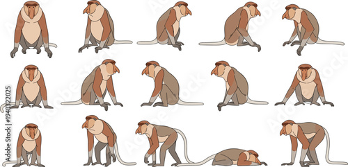 Proboscis Monkey Vector Illustration Set Featuring Long Nosed Tropical Primates in Sitting, Walking, and Resting Poses for Wildlife Nature Graphics.