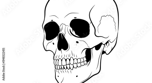Detailed Skull Illustration with Intricate Line Work and Anatomical Accuracy.