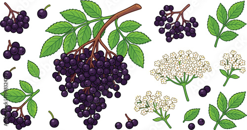 Elderberry Plant Collection with Ripe Black Berries Leaves and White Flowers Wild Medicinal Berry Botanical Vector Illustration Set