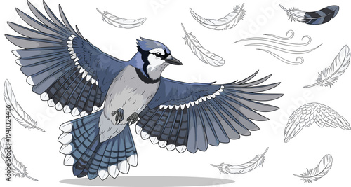 Blue jay bird flying with spread wings surrounded by feathers wildlife nature detailed vector illustration