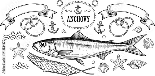 Vintage engraved anchovy fish emblem with nautical rope anchors shells starfish and fishing net maritime vector illustration