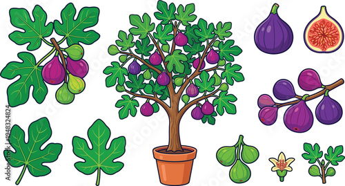 Fig Tree and Fruit Collection with Leaves Branches Whole and Cut Figs Mediterranean Garden Plant Vector Illustration Set