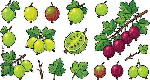 Gooseberry fruit vector illustration set with green and red berries leaves and branches, fresh organic garden fruit collection isolated on light background