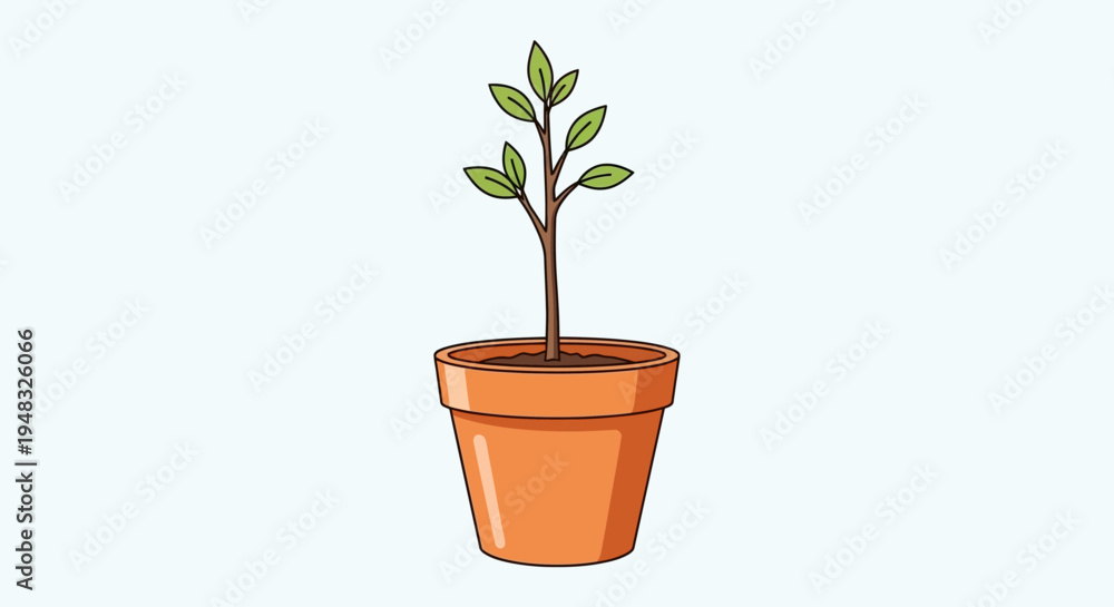 Fototapeta premium A small Arbor plant grows in a pot on a sunny Day