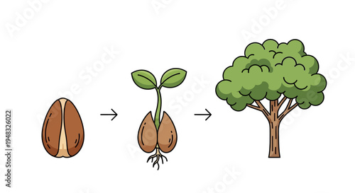 Arbor grows on a sunny day from seed to tree