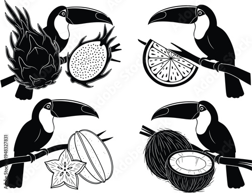 Tropical toucan bird vector illustration set with exotic fruits dragon fruit starfruit coconut and citrus slice black and white silhouette