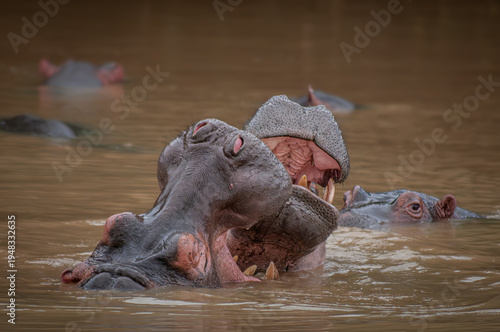 Canvas Print Hippopotamuses fighting in water at St Lucia Estuary, iSimangaliso Wetland Park,