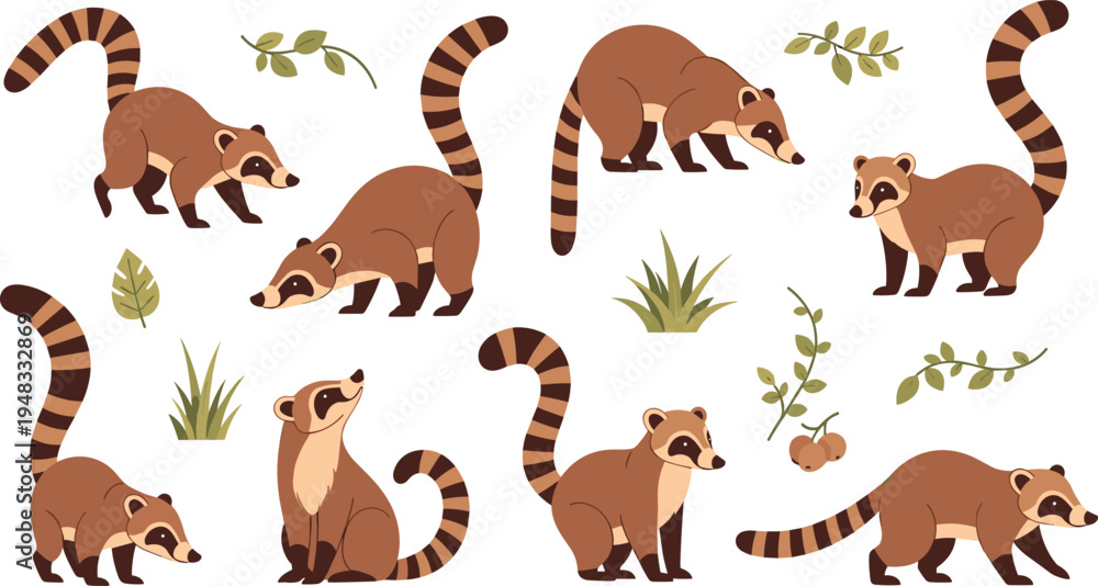 Obraz premium Coati Vector Illustration Set Featuring Cute Tropical Raccoon Relatives with Long Ringed Tails in Different Walking and Sitting Poses for Wildlife Graphics.