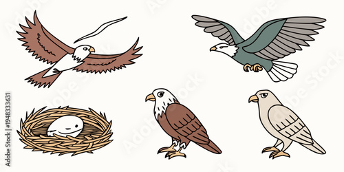 a collection of different eagle species and their nest Vector