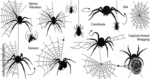 Spider Web Hunting Process Diagram with Vibration Sensing, Silk Wrapping and Capture Thread Illustration for Arachnology Science Education