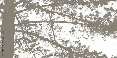 Silhouetted tree branches reach towards a bright overcast sky