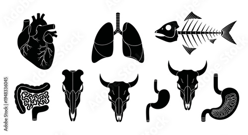 Black Silhouette Anatomical Organs and Skulls Icons Vector Art